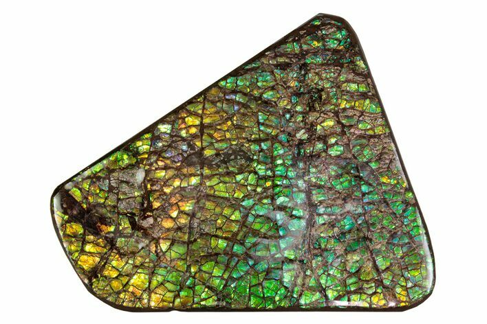 Flashy Ammolite (Fossil Ammonite Shell) - Greens & Yellows #378501